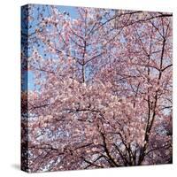 Cherry Blossom Trees in Full Bloom at the National Mall, Washington Dc, USA-null-Stretched Canvas