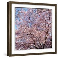 Cherry Blossom Trees in Full Bloom at the National Mall, Washington Dc, USA-null-Framed Photographic Print