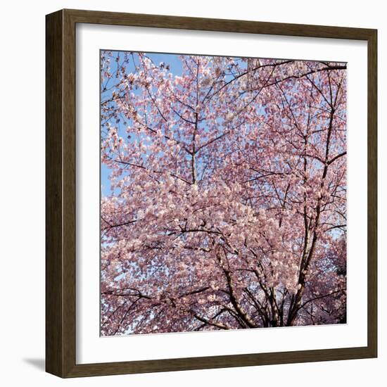 Cherry Blossom Trees in Full Bloom at the National Mall, Washington Dc, USA-null-Framed Photographic Print