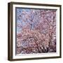 Cherry Blossom Trees in Full Bloom at the National Mall, Washington Dc, USA-null-Framed Photographic Print