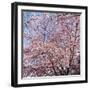 Cherry Blossom Trees in Full Bloom at the National Mall, Washington Dc, USA-null-Framed Photographic Print