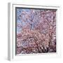 Cherry Blossom Trees in Full Bloom at the National Mall, Washington Dc, USA-null-Framed Photographic Print