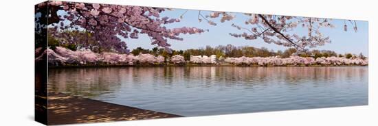 Cherry Blossom Trees Near Martin Luther King Jr. National Memorial, Washington Dc, USA-null-Stretched Canvas