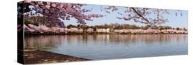 Cherry Blossom Trees Near Martin Luther King Jr. National Memorial, Washington Dc, USA-null-Stretched Canvas
