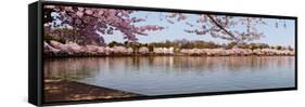 Cherry Blossom Trees Near Martin Luther King Jr. National Memorial, Washington Dc, USA-null-Framed Stretched Canvas