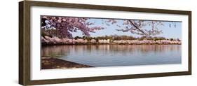 Cherry Blossom Trees Near Martin Luther King Jr. National Memorial, Washington Dc, USA-null-Framed Photographic Print