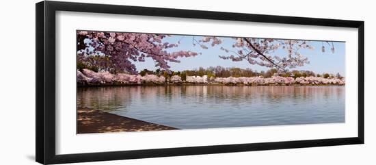 Cherry Blossom Trees Near Martin Luther King Jr. National Memorial, Washington Dc, USA-null-Framed Photographic Print