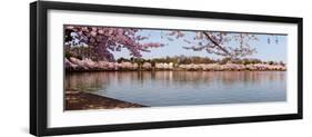 Cherry Blossom Trees Near Martin Luther King Jr. National Memorial, Washington Dc, USA-null-Framed Photographic Print