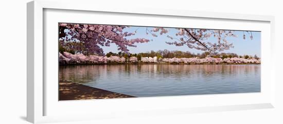 Cherry Blossom Trees Near Martin Luther King Jr. National Memorial, Washington Dc, USA-null-Framed Photographic Print