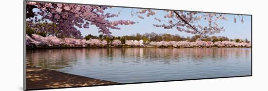 Cherry Blossom Trees Near Martin Luther King Jr. National Memorial, Washington Dc, USA-null-Mounted Photographic Print