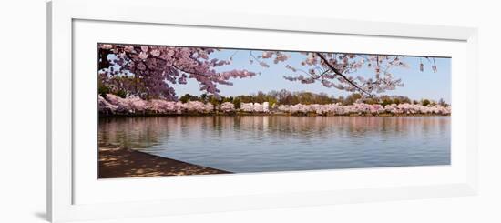 Cherry Blossom Trees Near Martin Luther King Jr. National Memorial, Washington Dc, USA-null-Framed Photographic Print