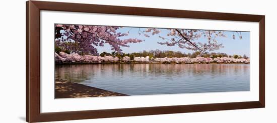 Cherry Blossom Trees Near Martin Luther King Jr. National Memorial, Washington Dc, USA-null-Framed Photographic Print