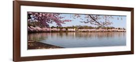 Cherry Blossom Trees Near Martin Luther King Jr. National Memorial, Washington Dc, USA-null-Framed Photographic Print