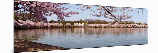 Cherry Blossom Trees Near Martin Luther King Jr. National Memorial, Washington Dc, USA-null-Mounted Photographic Print