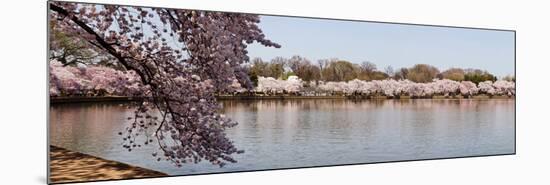 Cherry Blossom Trees Near Martin Luther King Jr. National Memorial, Washington Dc, USA-null-Mounted Photographic Print