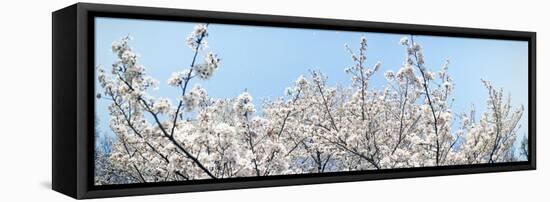 Cherry Blossom Trees, Tokyo Prefecture, Japan-null-Framed Stretched Canvas