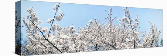 Cherry Blossom Trees, Tokyo Prefecture, Japan-null-Stretched Canvas