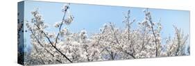 Cherry Blossom Trees, Tokyo Prefecture, Japan-null-Stretched Canvas