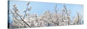 Cherry Blossom Trees, Tokyo Prefecture, Japan-null-Stretched Canvas