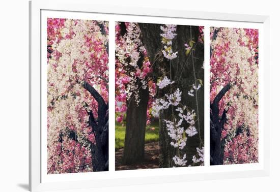 Cherry Blossom Triptych-Jessica Jenney-Framed Giclee Print