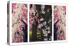 Cherry Blossom Triptych-Jessica Jenney-Stretched Canvas