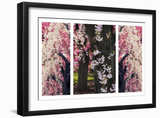 Cherry Blossom Triptych-Jessica Jenney-Framed Giclee Print