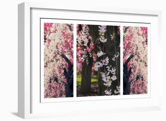 Cherry Blossom Triptych-Jessica Jenney-Framed Giclee Print