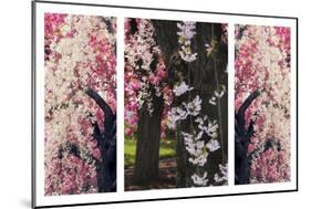 Cherry Blossom Triptych-Jessica Jenney-Mounted Giclee Print