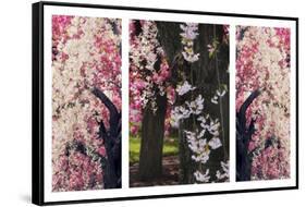 Cherry Blossom Triptych-Jessica Jenney-Framed Stretched Canvas