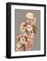 Cherry Blossom, Vintage Japanese Photography-Ogawa Kasamase-Framed Art Print