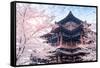 Cherry Blossom with Traditional Chinese Roof in Qing Long Temple,Xi An,China-kenny001-Framed Stretched Canvas