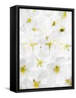 Cherry Blossom-Barbara Lutterbeck-Framed Stretched Canvas