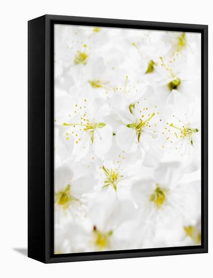 Cherry Blossom-Barbara Lutterbeck-Framed Stretched Canvas