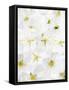 Cherry Blossom-Barbara Lutterbeck-Framed Stretched Canvas