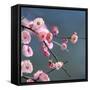 Cherry Blossom-null-Framed Stretched Canvas