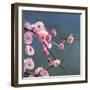 Cherry Blossom-null-Framed Premium Photographic Print