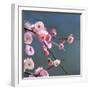 Cherry Blossom-null-Framed Premium Photographic Print