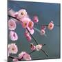 Cherry Blossom-null-Mounted Premium Photographic Print