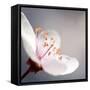 Cherry Blossom-null-Framed Stretched Canvas