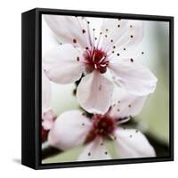 Cherry Blossom-null-Framed Stretched Canvas