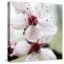 Cherry Blossom-null-Stretched Canvas