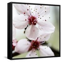 Cherry Blossom-null-Framed Stretched Canvas