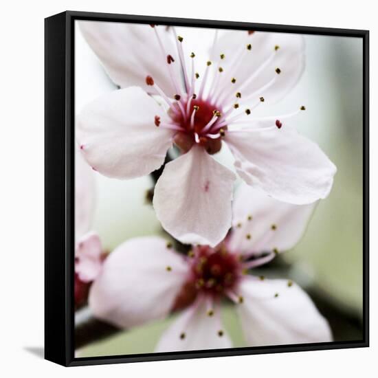 Cherry Blossom-null-Framed Stretched Canvas