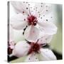 Cherry Blossom-null-Stretched Canvas