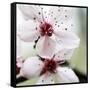 Cherry Blossom-null-Framed Stretched Canvas