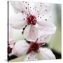 Cherry Blossom-null-Stretched Canvas