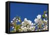 Cherry Blossom-torekimi-Framed Stretched Canvas