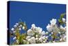 Cherry Blossom-torekimi-Stretched Canvas