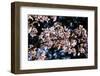 Cherry Blossom-Tupungato-Framed Photographic Print