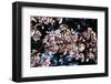 Cherry Blossom-Tupungato-Framed Photographic Print